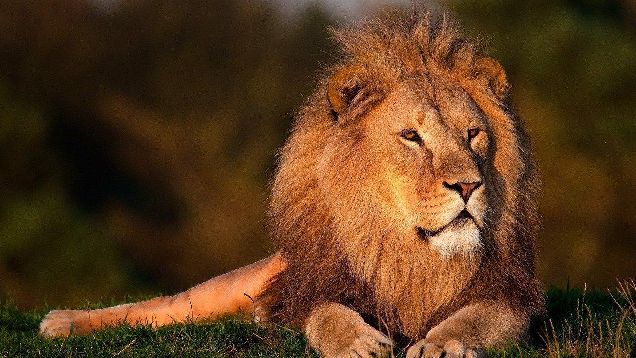lion lion king forest king lion 794962